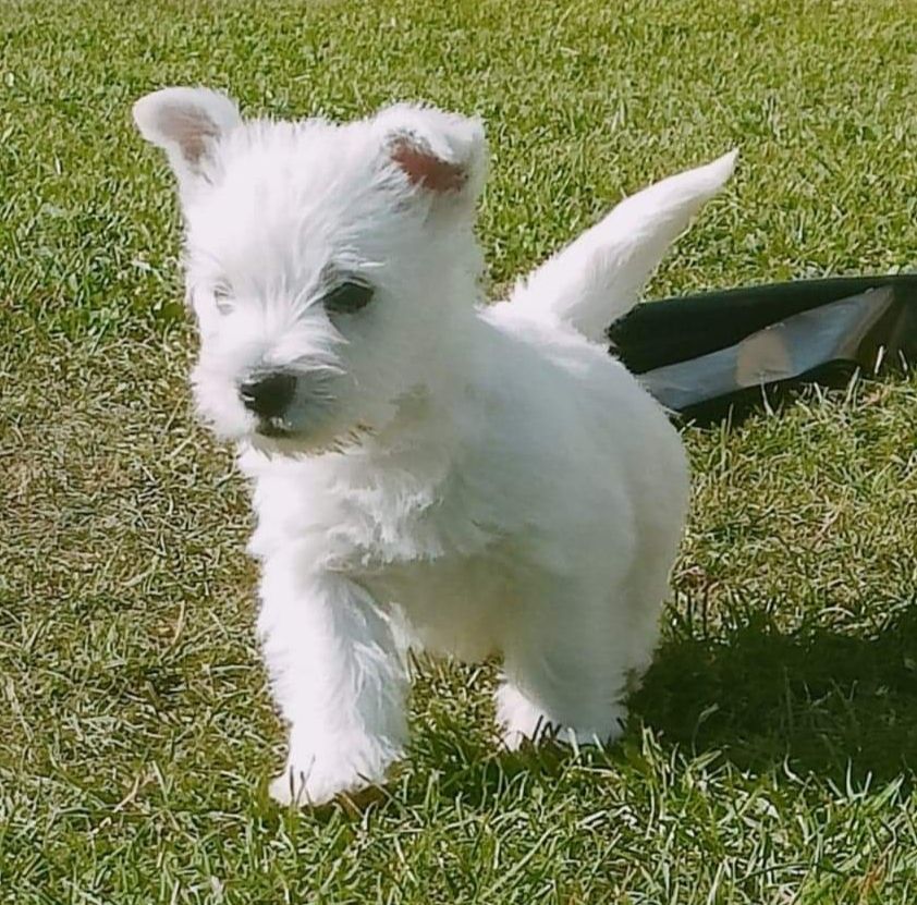Du Domaine De Calypso - Chiot disponible  - West Highland White Terrier