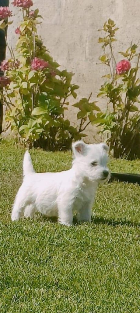 Du Domaine De Calypso - Chiot disponible  - West Highland White Terrier