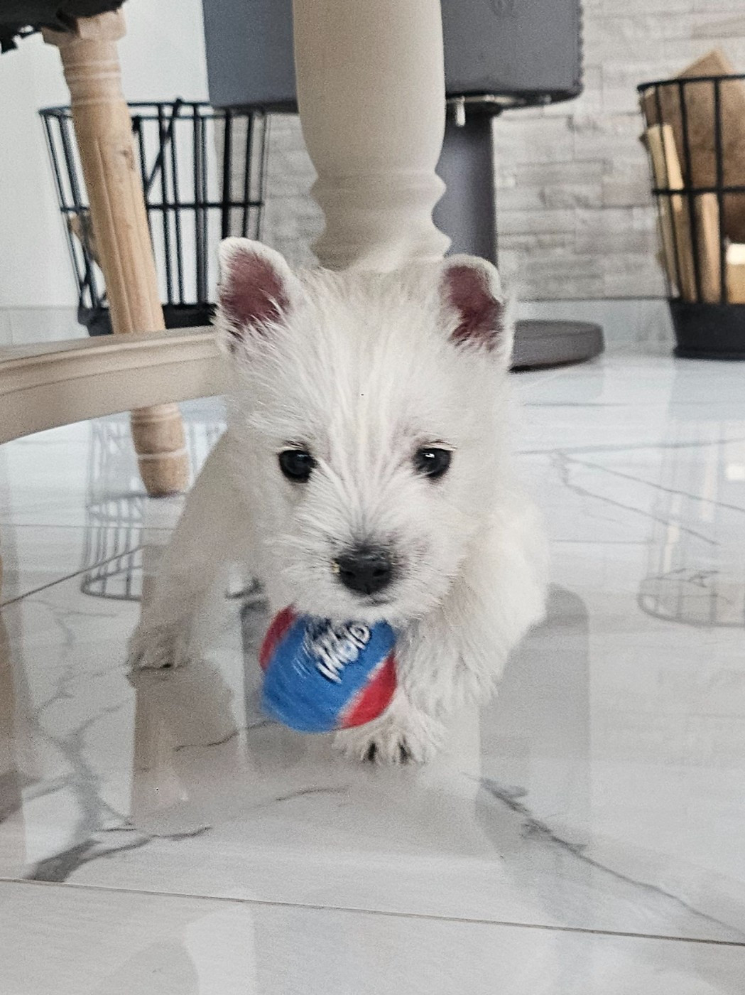 Du Domaine De Calypso - Chiots disponibles - West Highland White Terrier