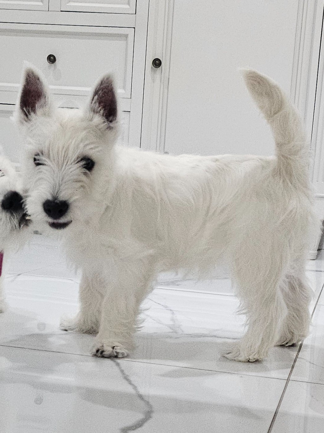 Du Domaine De Calypso - Chiots disponibles - West Highland White Terrier