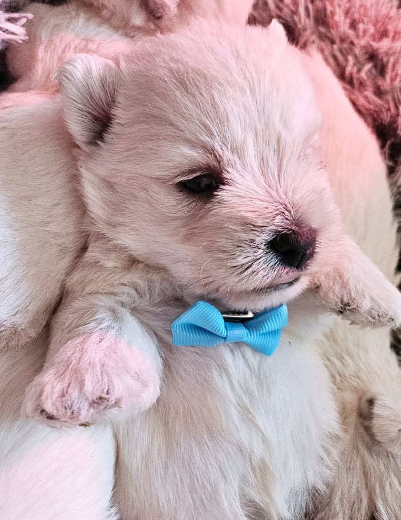 Du Domaine De Calypso - Chiots disponibles - West Highland White Terrier